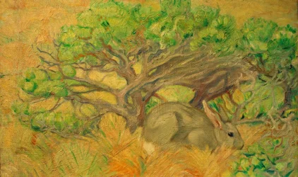 Wild Rabbit